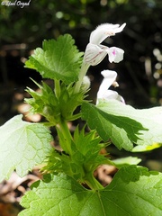 Lamium garganicum