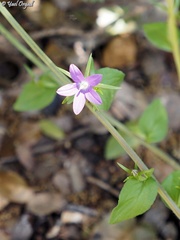 Legousia falcata