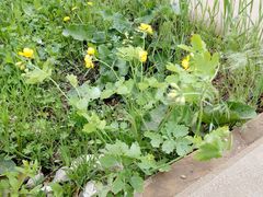 Chelidonium majus