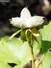 Paeonia mascula