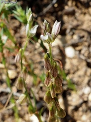 Polygala monspeliaca