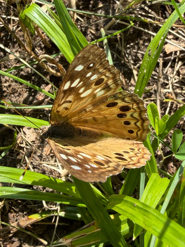 Hackberry Emperor