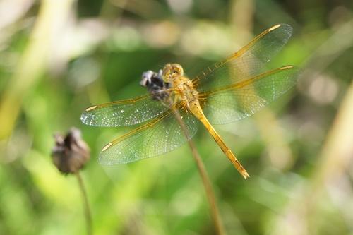 Saffron-winged Meadowhawk photo 5