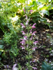 Salvia hierosolymitana