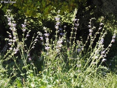 Salvia indica