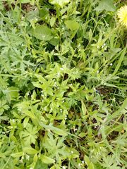 Myosotis sparsiflora