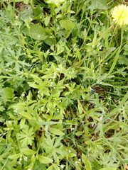 Myosotis sparsiflora