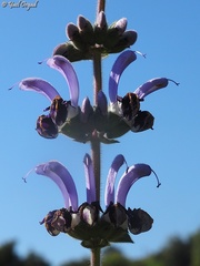 Salvia indica