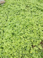 Aegopodium podagraria