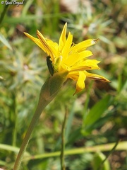 Pseudopodospermum semicanum