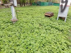 Aegopodium podagraria