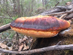 Piptoporus australiensis