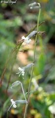 Silene dichotoma