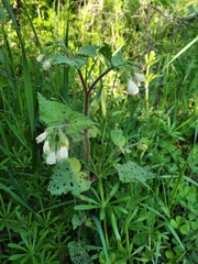 Symphytum tauricum