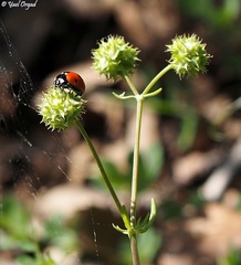Valerianella coronata