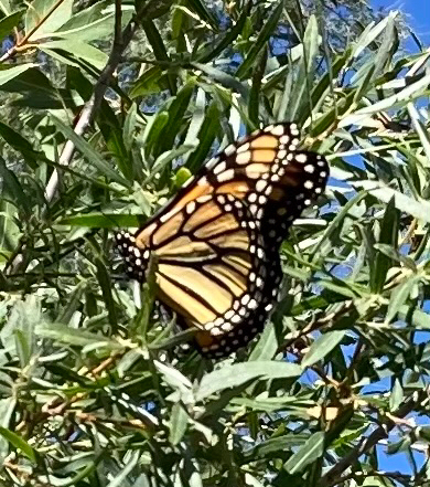 Monarch
