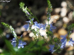 Veronica leiocarpa