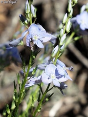 Veronica leiocarpa