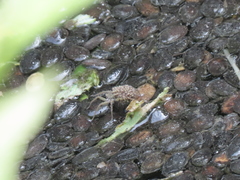 Pardosa pseudoannulata