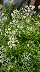 Anthriscus sylvestris