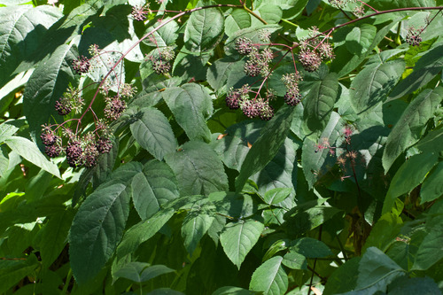 Aralia californica, photograph 6