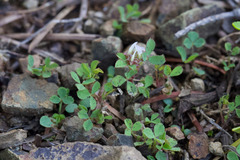 Trifolium glomeratum