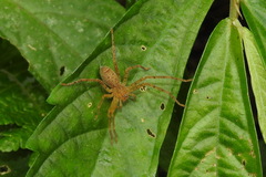 Heteropodinae