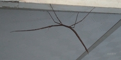 Phasmatinae