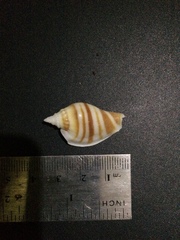 Littorinimorpha