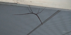 Phasmatinae