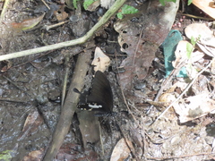 Papilio nephelus chaonulus