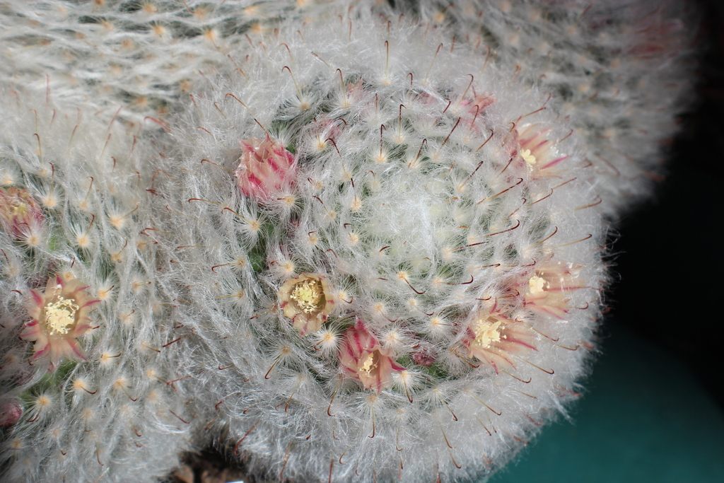 Powderpuff Cactus