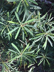 Euphorbia kraussiana