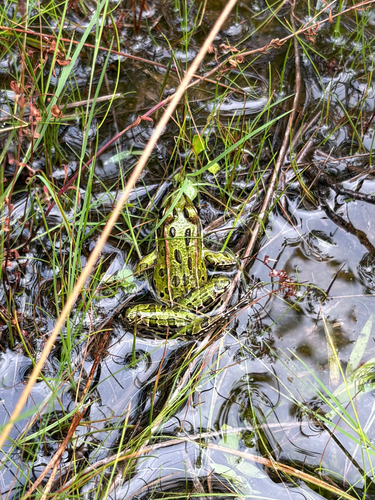 Northern Leopard Frog