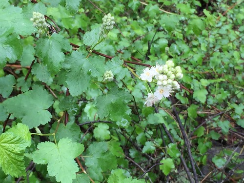 Pacific ninebark (Physocarpus capitatus)