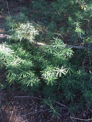 Euphorbia kraussiana