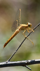 Crocothemis