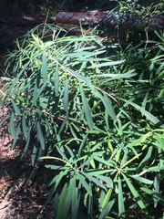 Euphorbia kraussiana