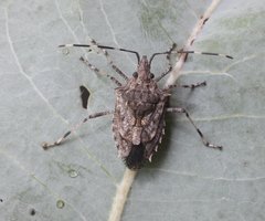 Austromalaya