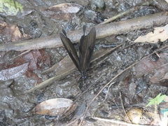 Papilio nephelus chaonulus