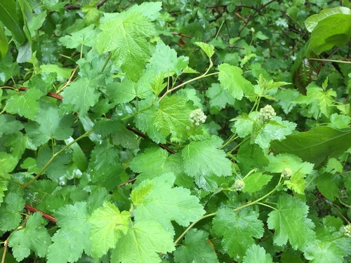 Physocarpus capitatus