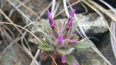 Collomia diversifolia