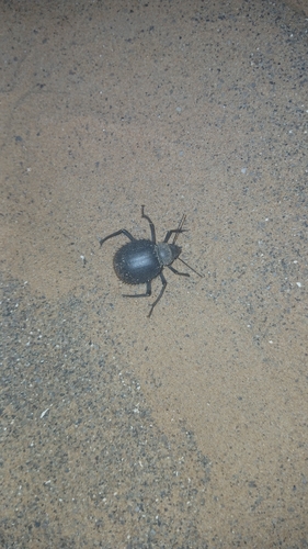 Urchin Beetle