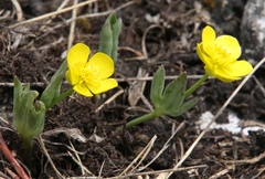 Ranunculus hybridus