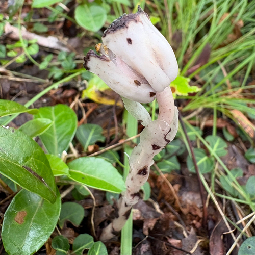 Ghost Pipe
