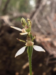 Eriochilus dilatatus