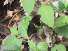 Papilio nephelus chaonulus