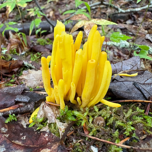 Golden Spindles