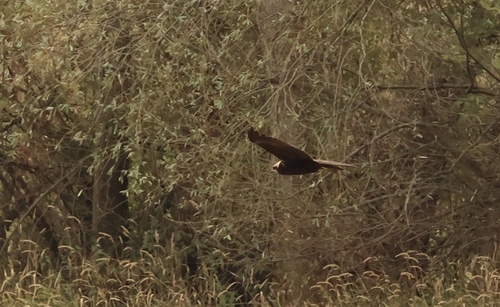 Western Marsh Harrier