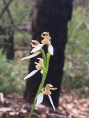 Eriochilus dilatatus
